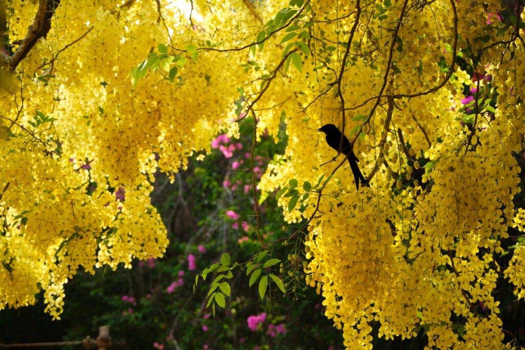 Kripa D'Auroville - Expo Jaune